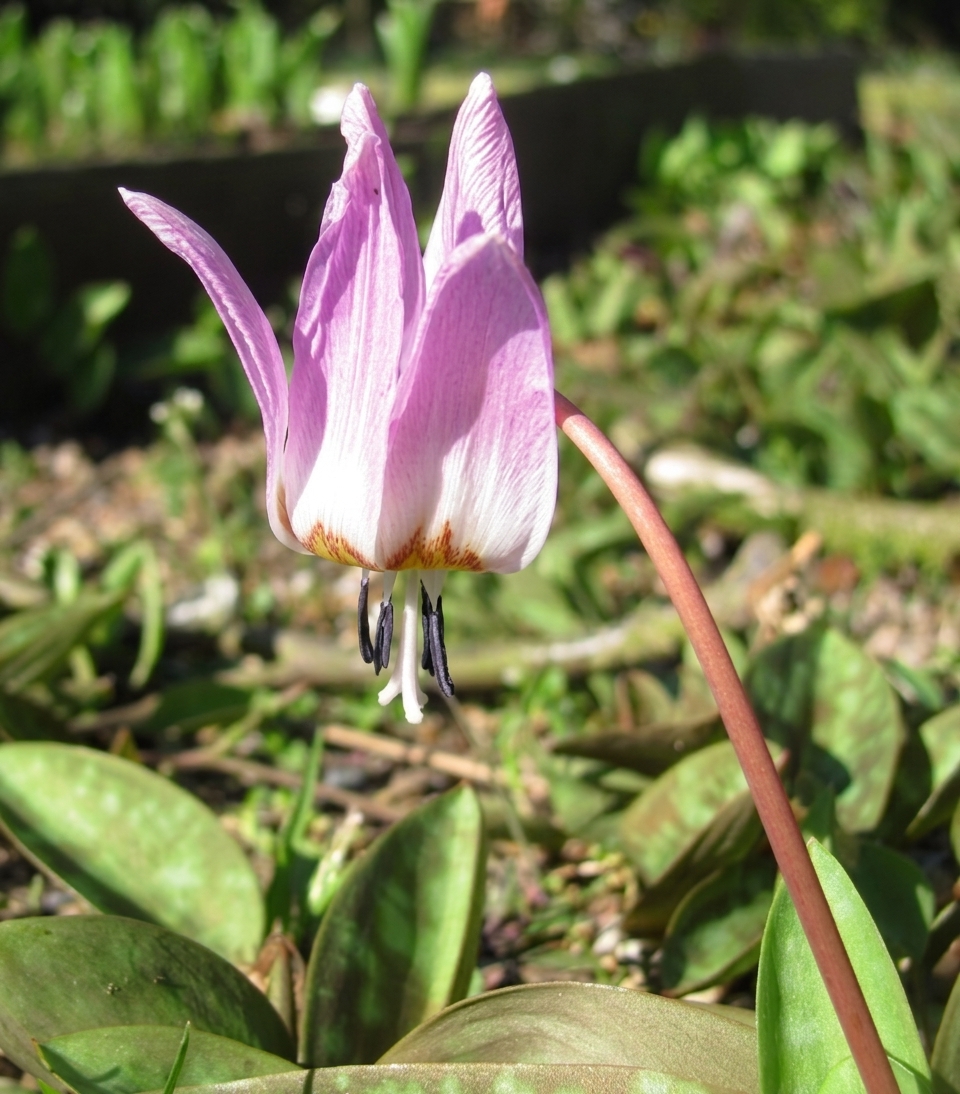 Erythronium dens-canis 'Rose Queen' 